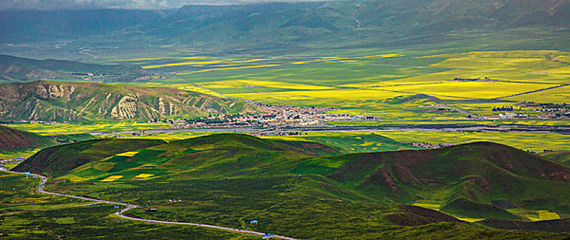 祁连山油菜花