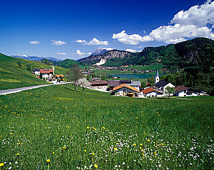景色,花,草地,提洛尔,奥地利