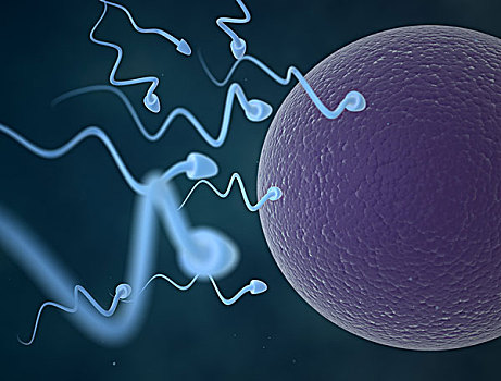 精子,细胞,卵