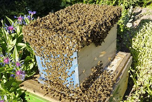 蜜蜂,成群,收集,养蜂人,新,蜂窝