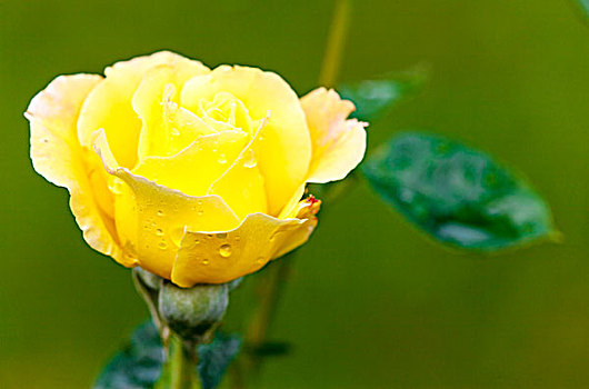 黄玫瑰,水滴
