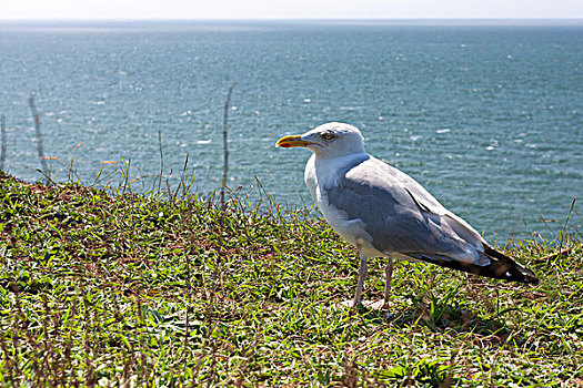 银鸥,赫尔戈兰岛,石荷州,德国,欧洲