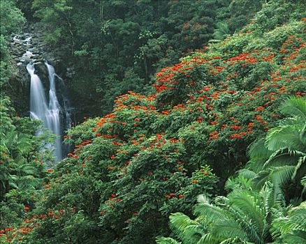 瀑布,郁金香,树,哈玛库亚海岸,夏威夷大岛,夏威夷