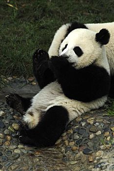 大熊猫,研究,饲养,中心,成都,四川,中国,亚洲