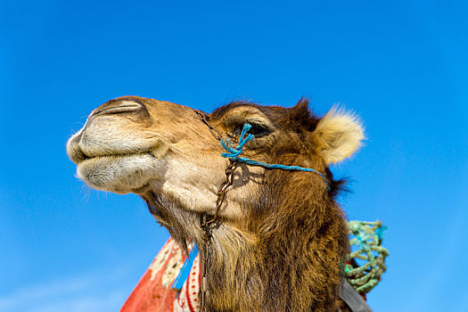 头部,单峰骆驼,鲜明,蓝天