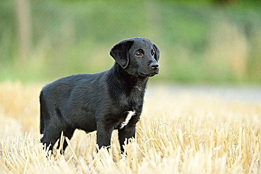 混合,黑色拉布拉多犬,站立,地点,普拉蒂纳特,巴伐利亚,德国