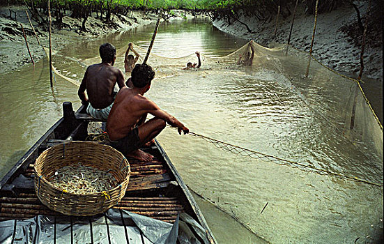 渔民,忙碌,网,狭窄,溪流,树林