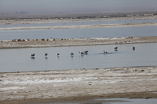 新疆巴里坤,巴里坤湖湿地成多种候鸟迁徙的天然,驿站