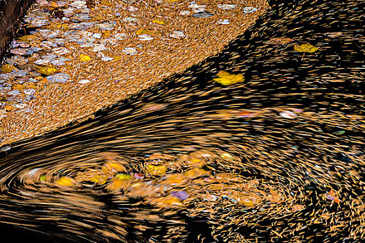 松针,落叶,秋天,溪流,靠近,纳尔逊,不列颠哥伦比亚省,加拿大,大幅,尺寸