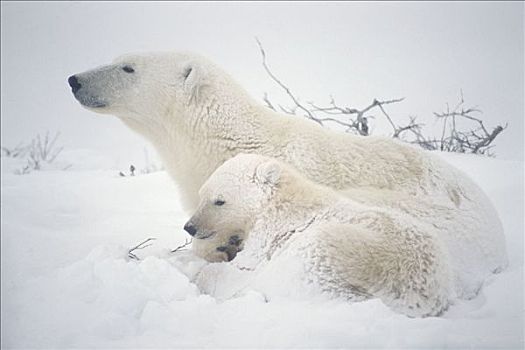北极熊,积雪,丘吉尔市,曼尼托巴,加拿大