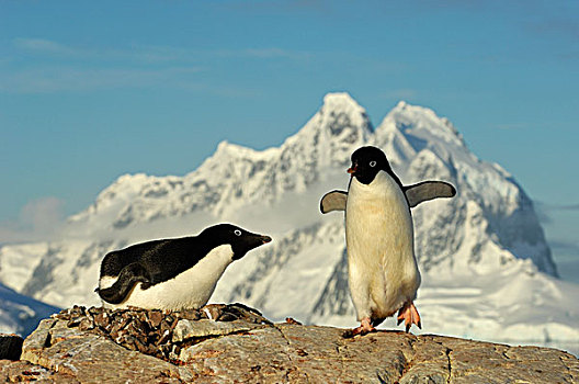 南极,南极半岛,阿德利企鹅,生物群,巢穴,孵卵,企鹅,鸟窝