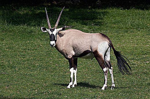南非大羚羊,羚羊,雄性,站立,草