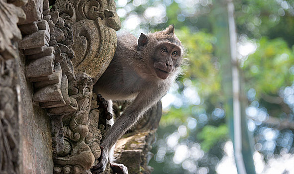 食蟹猴,看,墙壁,庙宇,猴子,树林,乌布,神圣,保护区,巴厘岛,印度尼西亚,亚洲