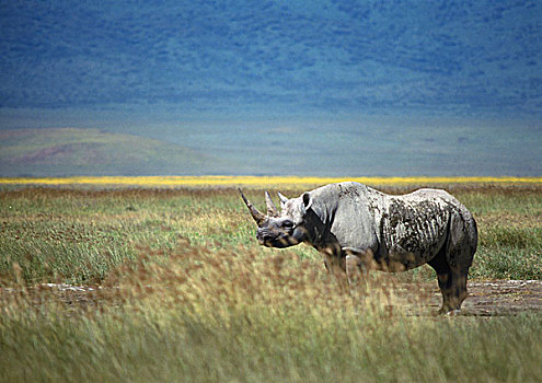 黑犀牛,站立,草地,坦桑尼亚,侧面视角