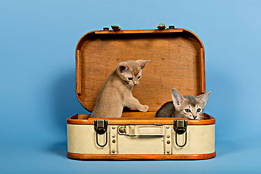 两个,小猫,9星期大,彩色,手提箱