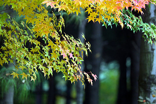 山东省日照市,正是赏秋好时节,植物园色彩斑斓醉游人
