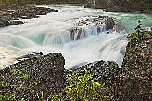 急促,河,幽鹤国家公园,不列颠哥伦比亚省,加拿大