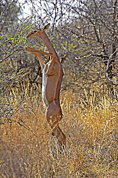 非洲瞪羚,瞪羚,长颈羚,女性,吃,叶子,站立,后腿,公园,肯尼亚