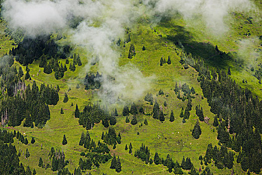山林,上陶恩山国家公园,母牛,萨尔茨堡,奥地利