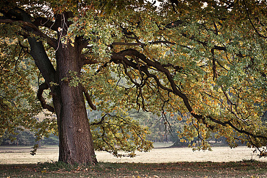 橡树,栎属,秋天,公园,科特布斯,勃兰登堡,德国,欧洲