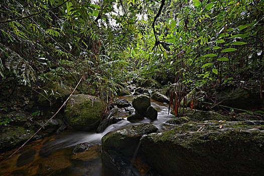 溪流,雨林,国家公园,马达加斯加,非洲