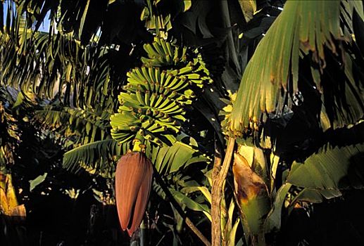 芭蕉属植物,帕尔玛,加纳利群岛,西班牙