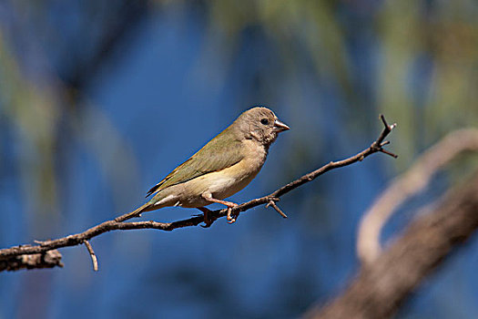 雀,幼小,北领地州,澳大利亚