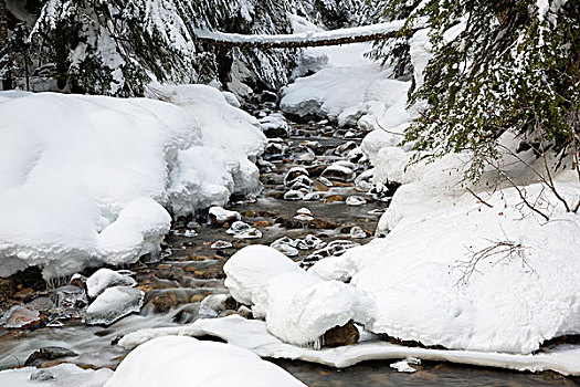 美国,华盛顿,贝克山-斯诺夸尔米国家森林公园,溪流,初雪