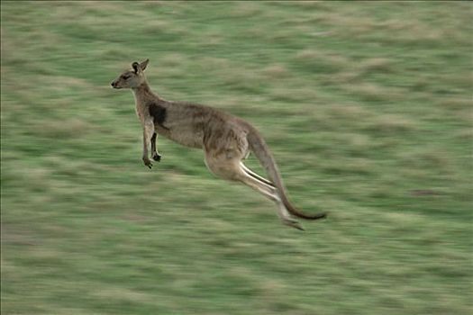 大灰袋鼠,灰袋鼠,跳跃,草原,地点,澳大利亚