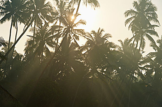 斯里兰卡,靠近,乌纳瓦图纳,太阳,树,黎明