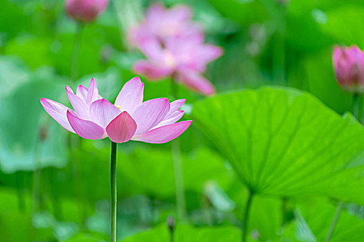 荷花lotus