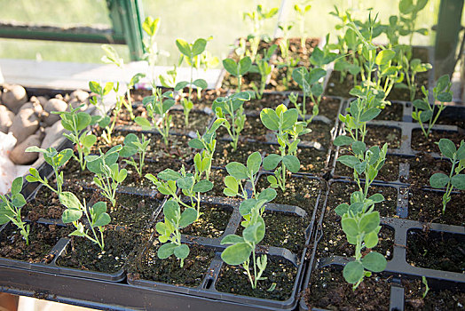 香豌豆,幼苗,种子,托盘,室内,温室