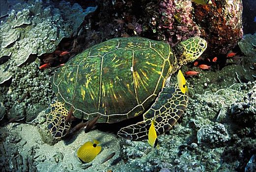 夏威夷,绿海龟,龟类,坐,礁石