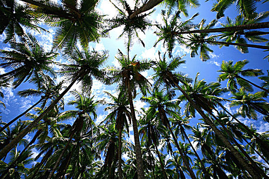 棕榈树,尼科亚,半岛,哥斯达黎加