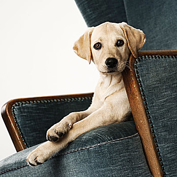 小狗,扶手椅