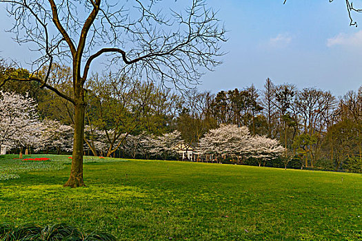 杭州太子湾公园草地与樱花