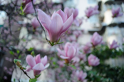 居民楼背景下清新通透的粉色广玉兰花树