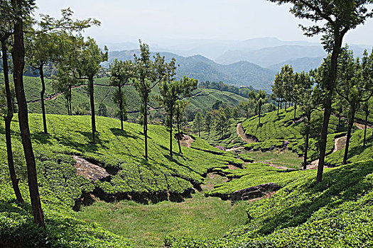 茶园,树,喀拉拉,印度