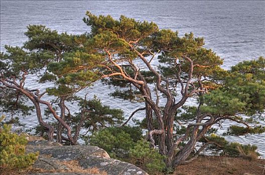 树,海岸,瑞典