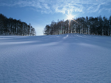 雪原,朝日