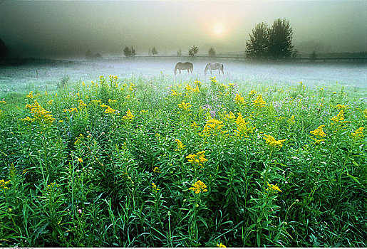 马,秋麒麟草属植物,靠近,艾伯塔省,加拿大