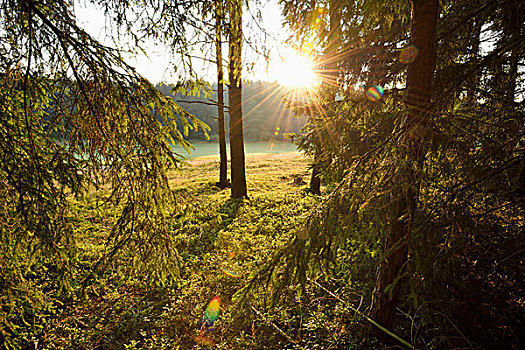 风景,日出,挪威针杉,欧洲云杉,树林,初夏,巴伐利亚,德国