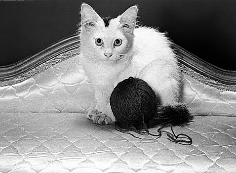 小猫,毛线球