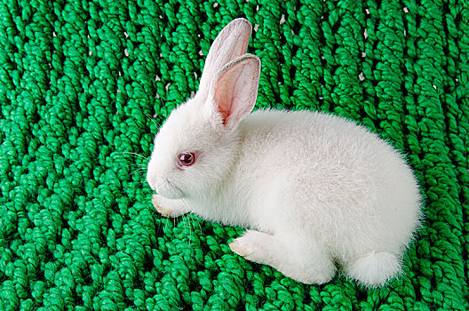 白色,兔子,绿色背景