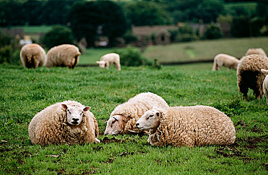 绵羊,约克郡溪谷国家公园,约克郡,英格兰