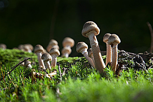 蘑菇,苔藓,德国