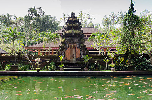 庙宇,圣所,锦鲤,鱼,水塘,巴厘岛,印度尼西亚,亚洲