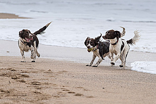 三个,狗,玩,海滩,纽基,康沃尔