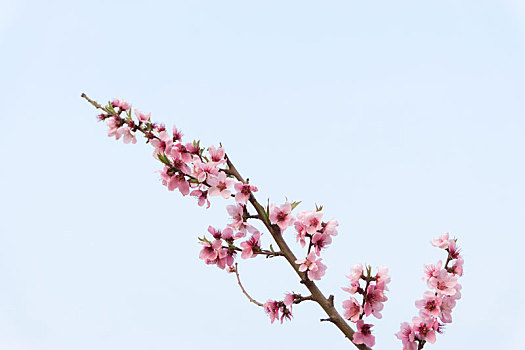 蓝色天空背景下的春天里盛开的桃花枝条