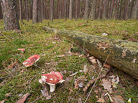树林,蘑菇,北德